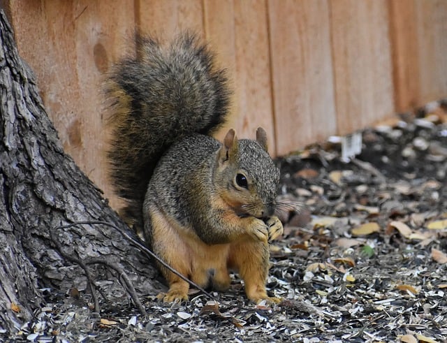 squirrel