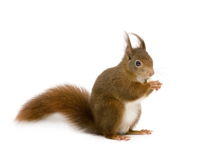 squirrel