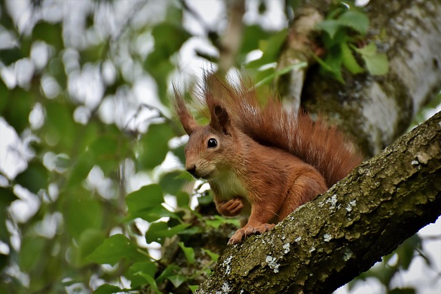 squirrel