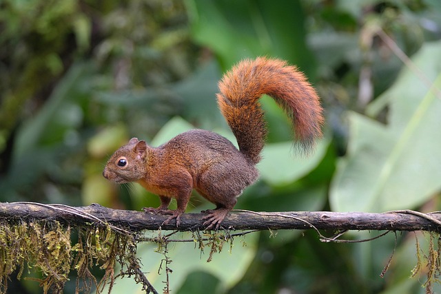 squirrel-640x480-84615163.jpeg