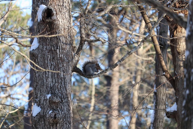 squirrel