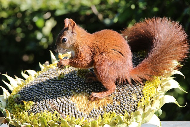 squirrel