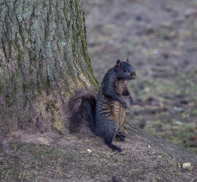 squirrel-640x480-8601947.jpeg