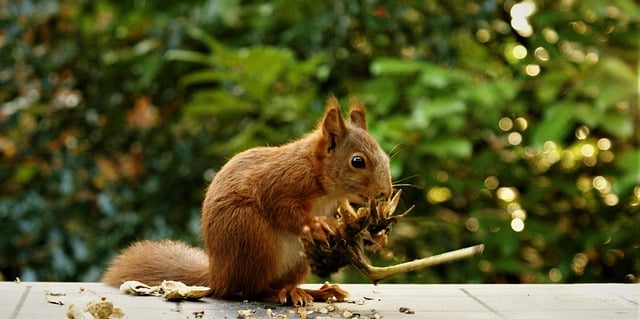 squirrel