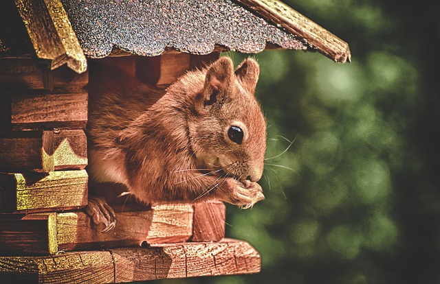 squirrel