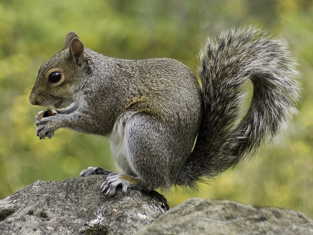 squirrel-640x480-89341397.jpeg