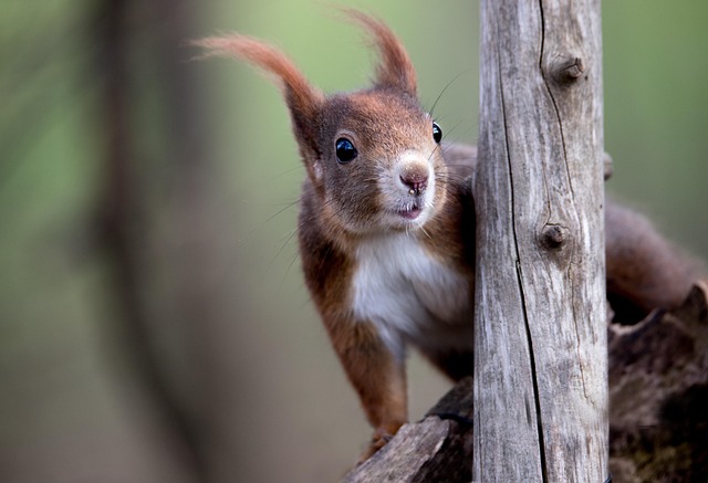 squirrel
