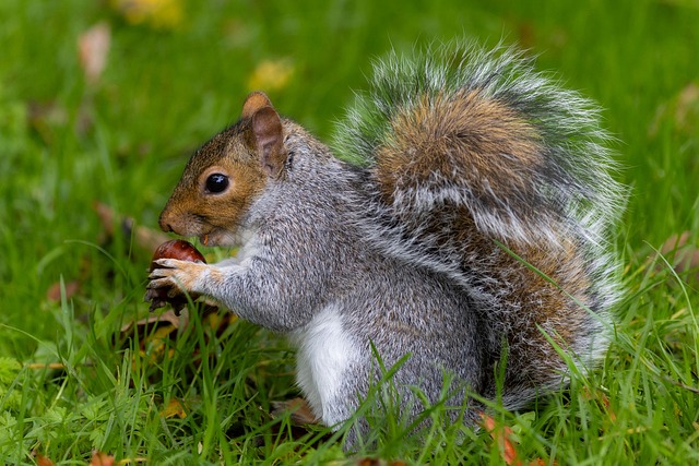 squirrel