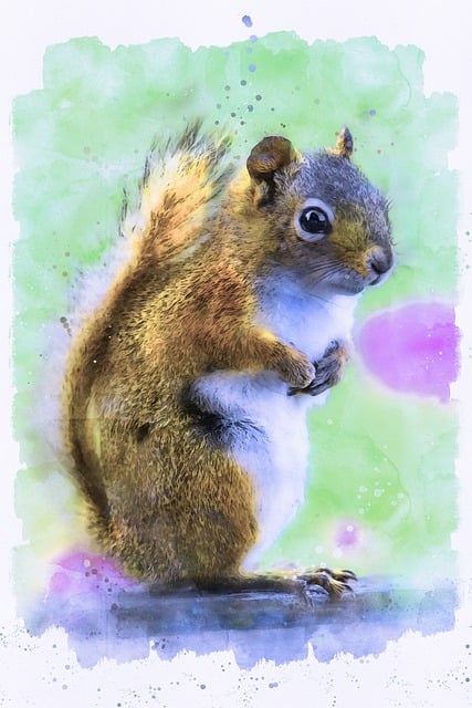 squirrel