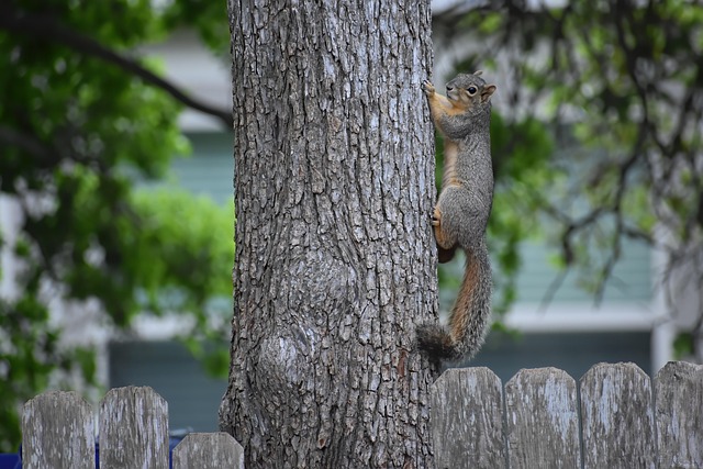 squirrel