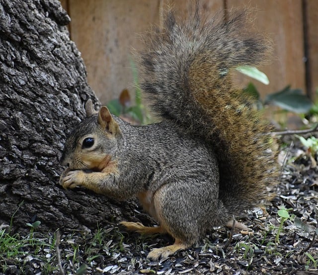 squirrel-640x480-92644692.jpeg