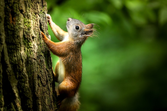 squirrel-640x480-94350734.jpeg