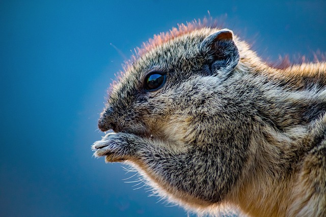 squirrel