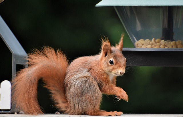 squirrel
