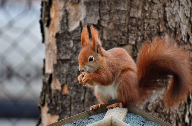 Squirrel Proof Your Feeders: Save Money on Bulk Peanuts in Birmingham