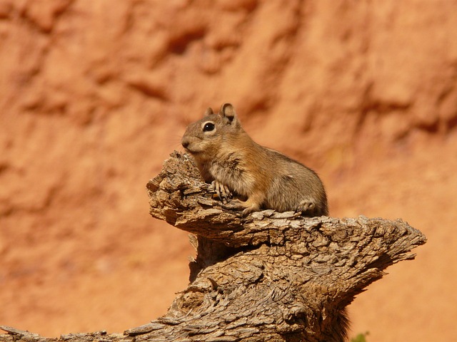 squirrel