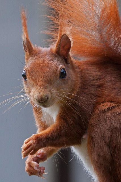 Squirrel Proof Feeder: Save Money & Enjoy Liverpool’s Birds Without Scurrying Costs