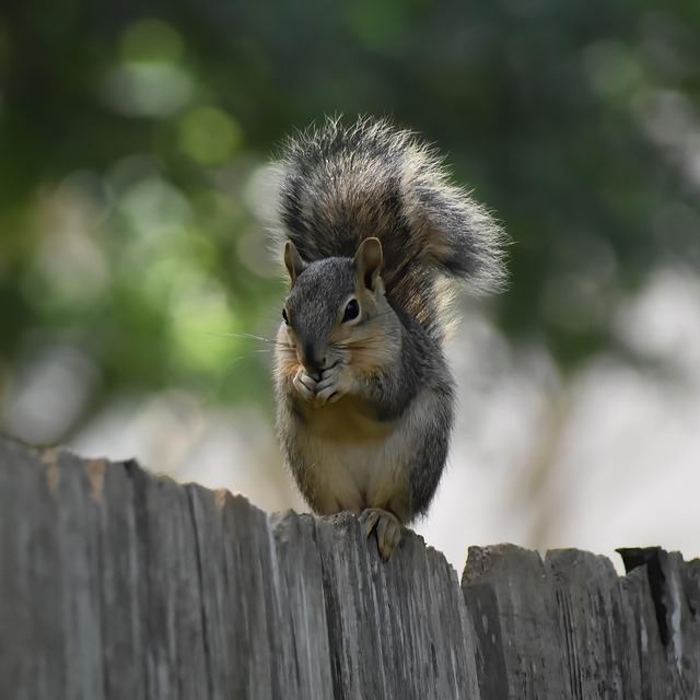 squirrel
