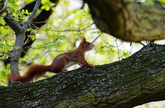 squirrel
