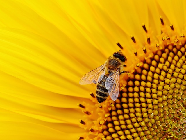 sunflower-640x480-10283510.jpeg