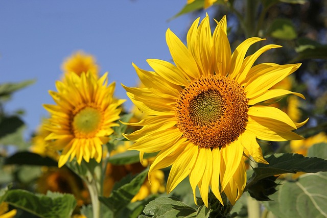 sunflower