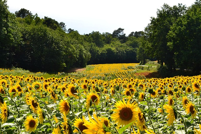 sunflower