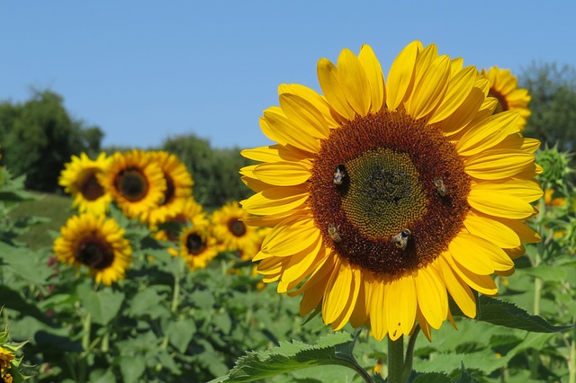 sunflower