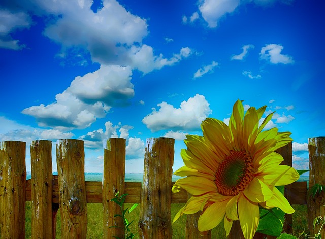 sunflower-640x480-1378601.jpeg