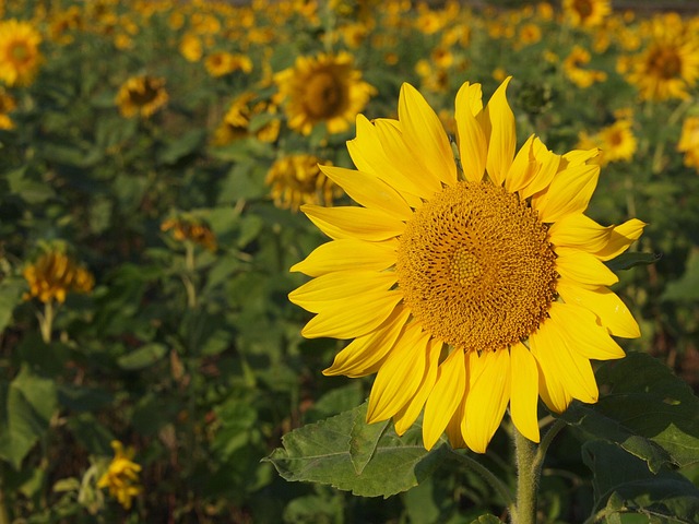 sunflower