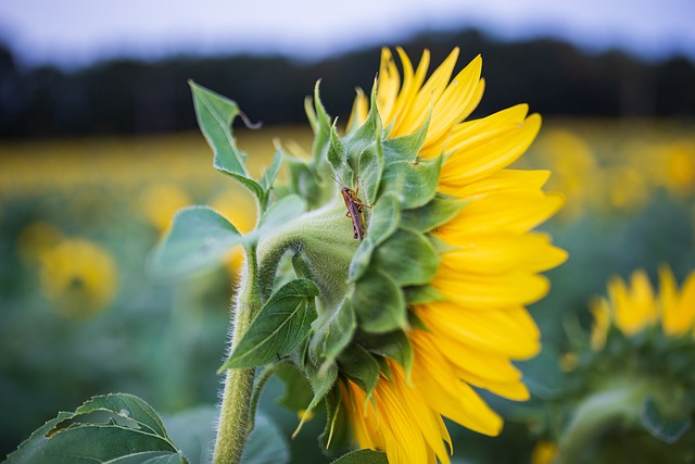 sunflower