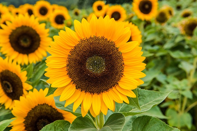 sunflower