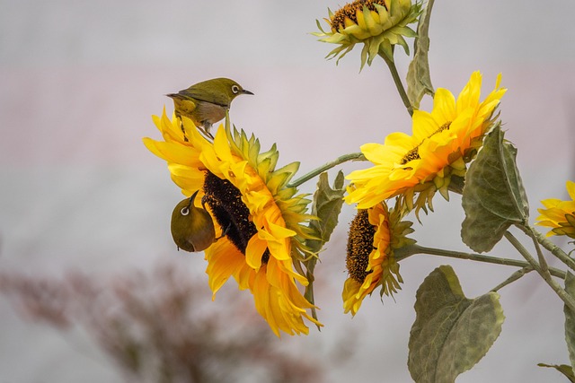🌻 Bulk Sunflower Hearts: London’s Best Winter Bird Treats – Save Big with Free Delivery!