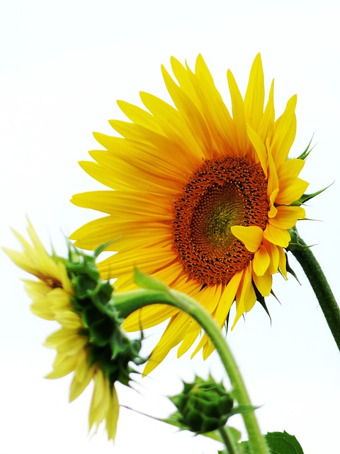 Unlock Savings: Sheffield’s Best 25kg Sunflower Hearts at Unbeatable Prices!