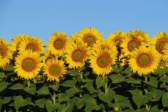 sunflower