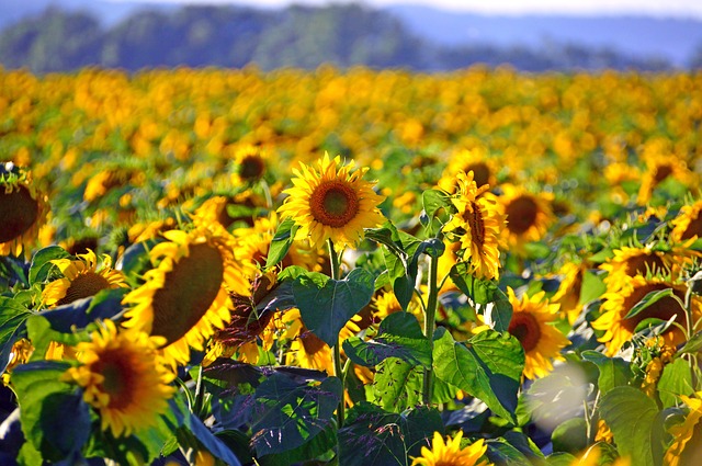 sunflower