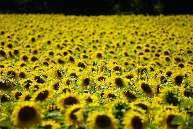 sunflower