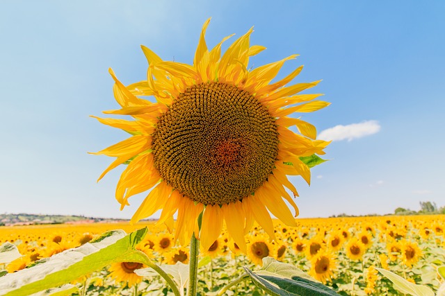 sunflower