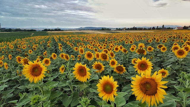 sunflower