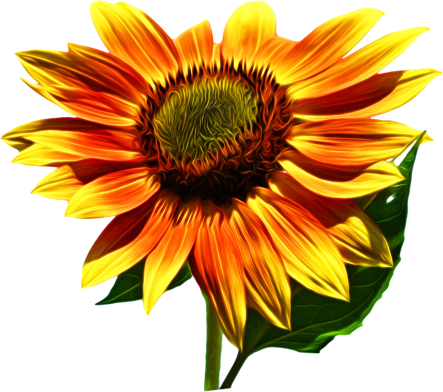 sunflower-640x480-30955604.png