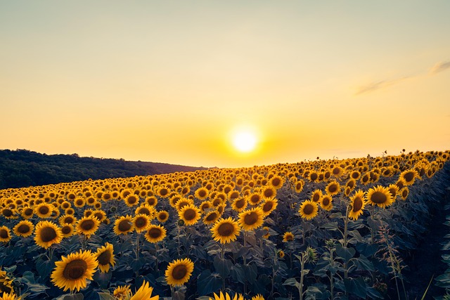 sunflower-640x480-31177596.jpeg