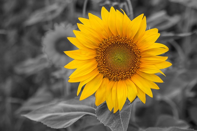 sunflower