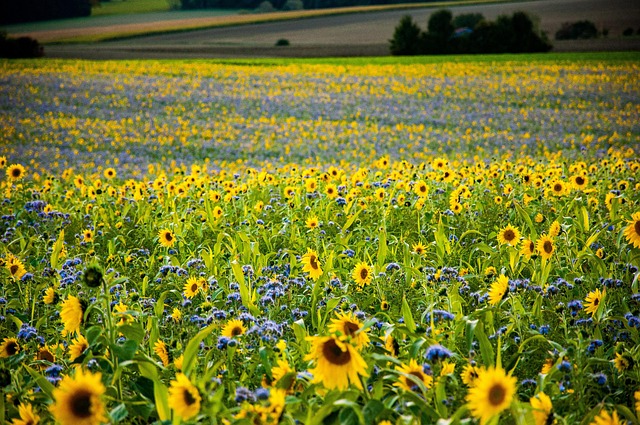 sunflower