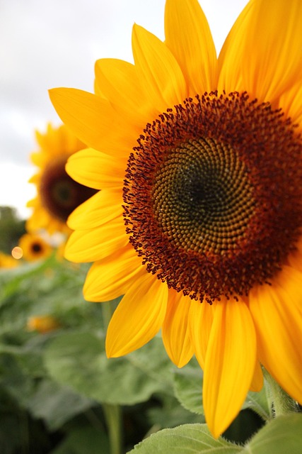 sunflower
