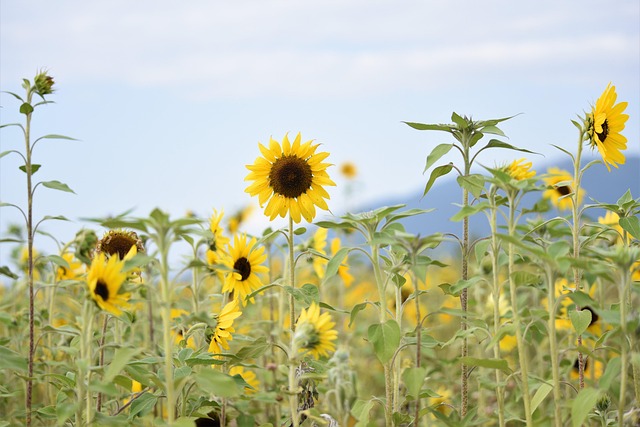 Sheffield’s Top Choice: Save Now with High-Energy Sunflower Seed Fat Balls!