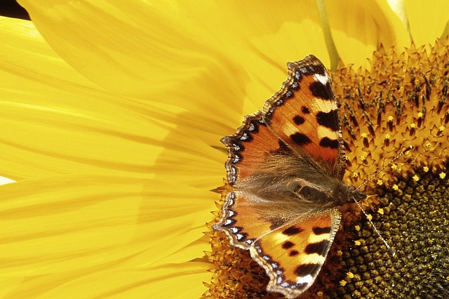 sunflower