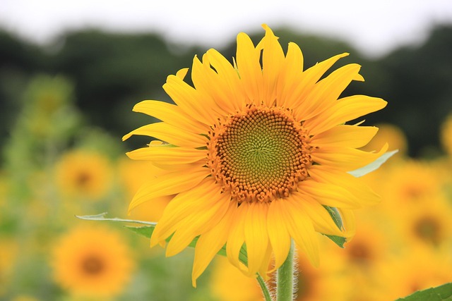 sunflower-640x480-34511455.jpeg