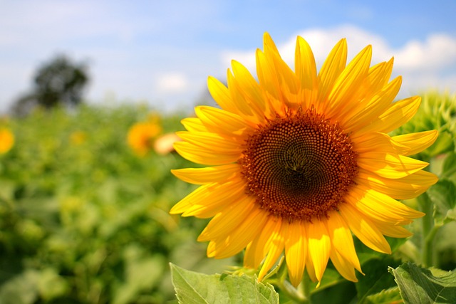 sunflower