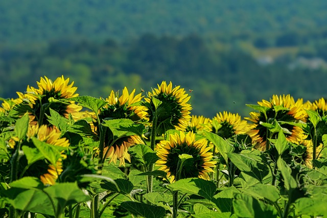sunflower