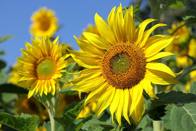 Attract More Birds, Save Big: Top Sunflower Seed Feeders for Bristol