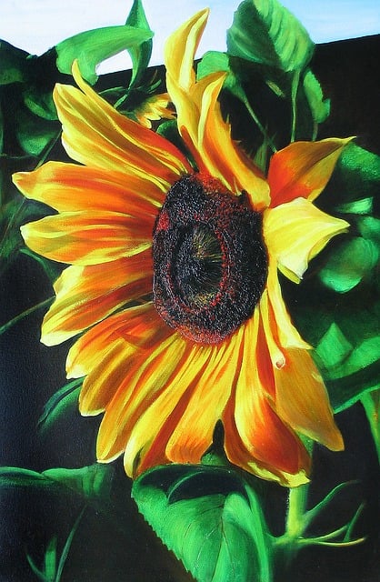 sunflower-640x480-37859544.jpeg